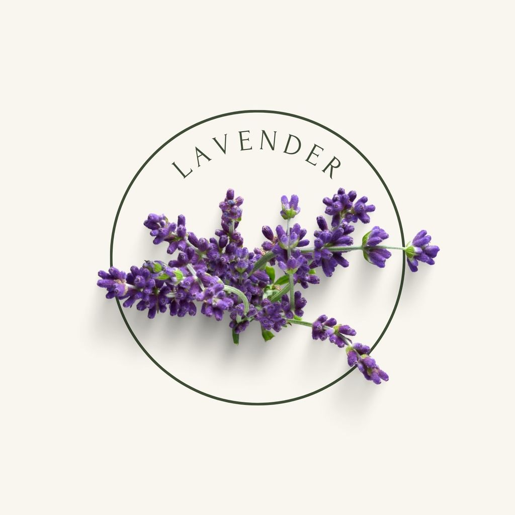 purple lavender flower with beige background