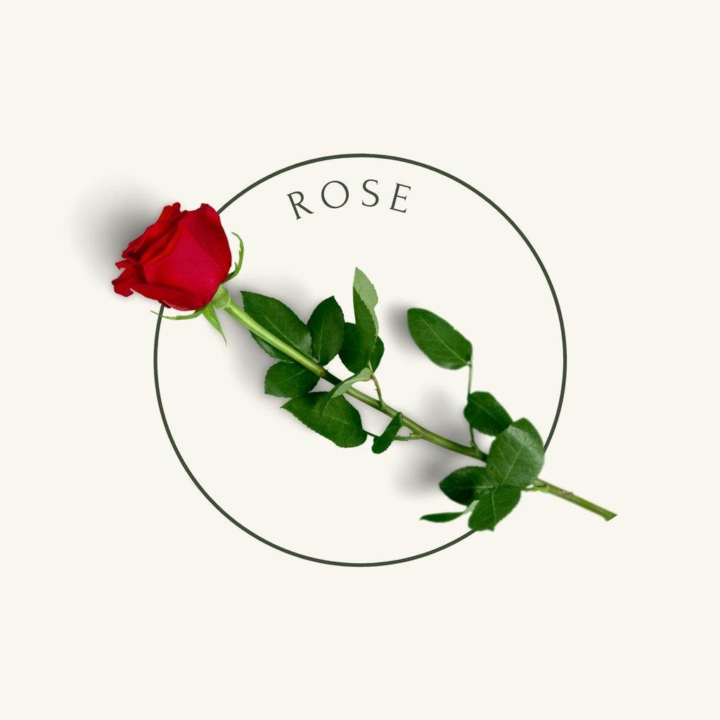 Single rose flower with beige background