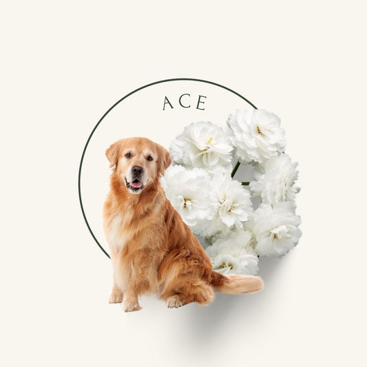 golden retriever dog with white flowers and beige background