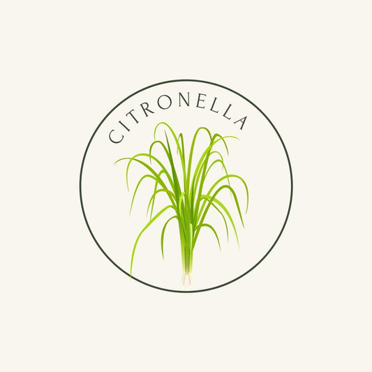 green citronella plant with beige background